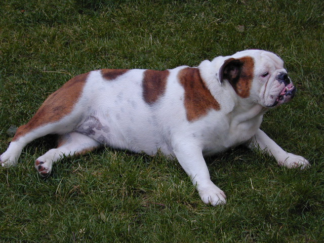 Dog