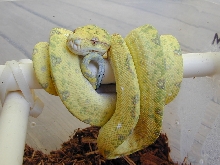 chondro