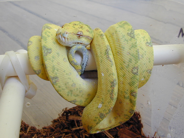 chondro