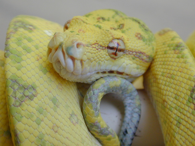chondro