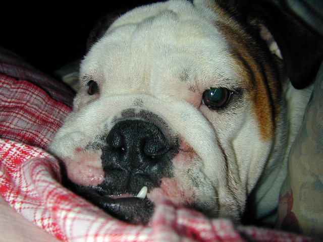 dog