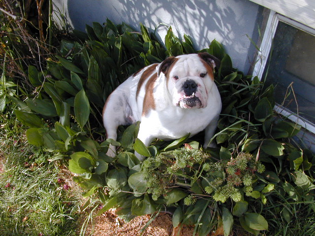 Dog