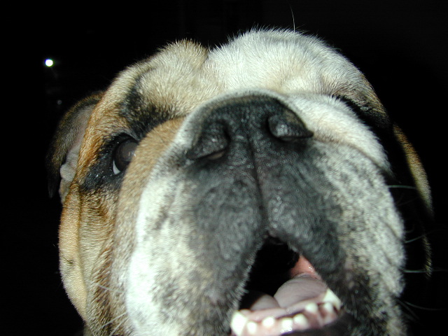 Dog