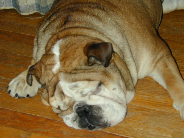 Dog