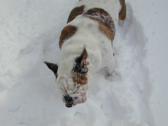 dog