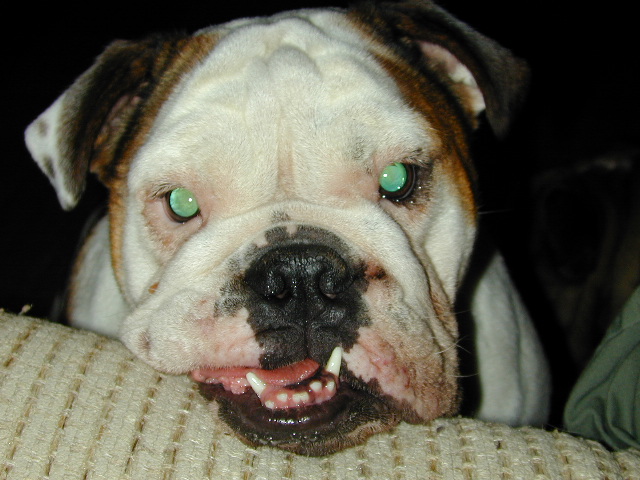 Dog