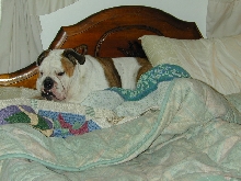 dog