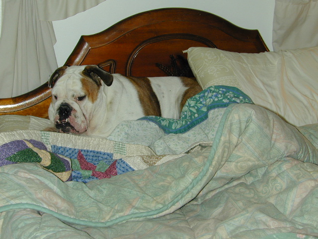 dog