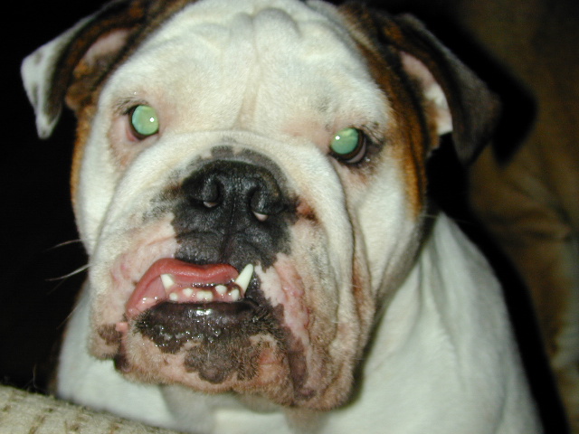 Dog