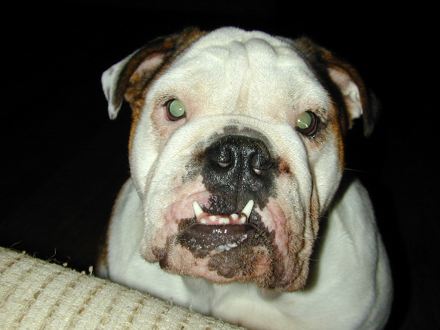 Dog