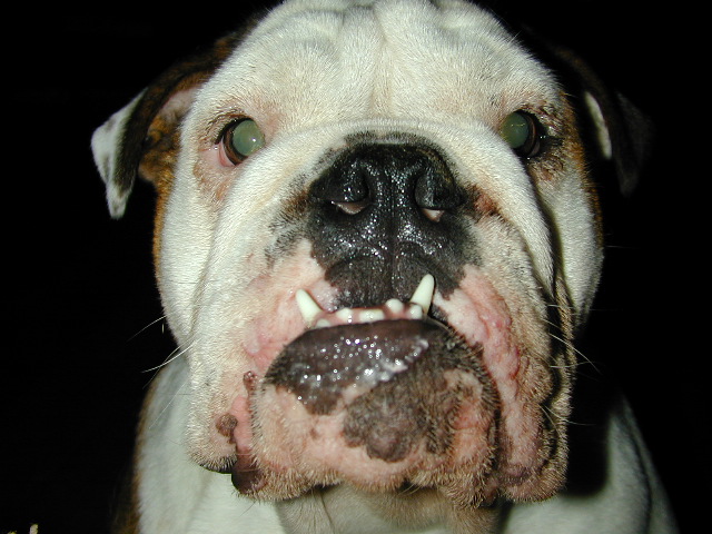 Dog