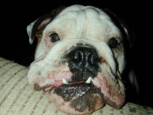 Dog