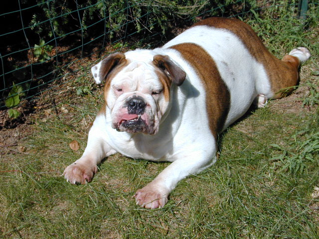 dog