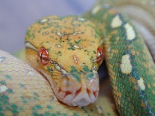 snake