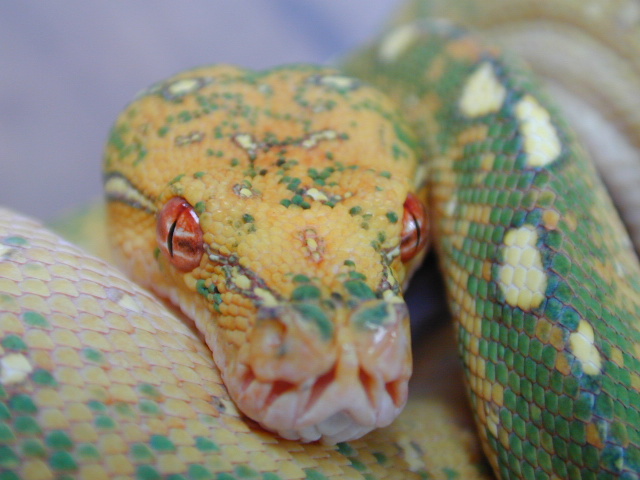 snake