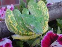 snake