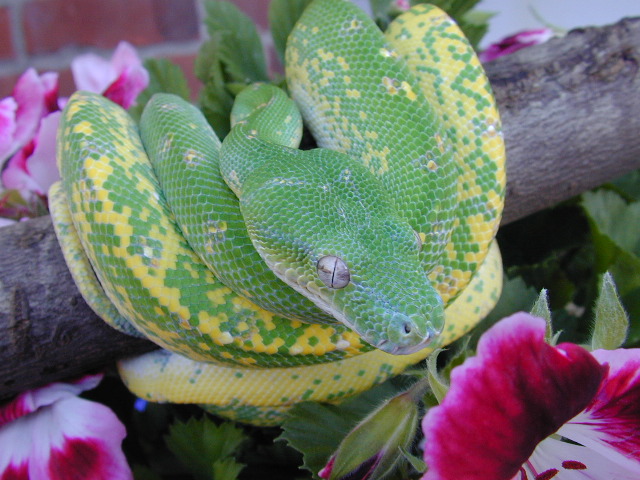 snake