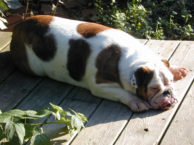 Dog