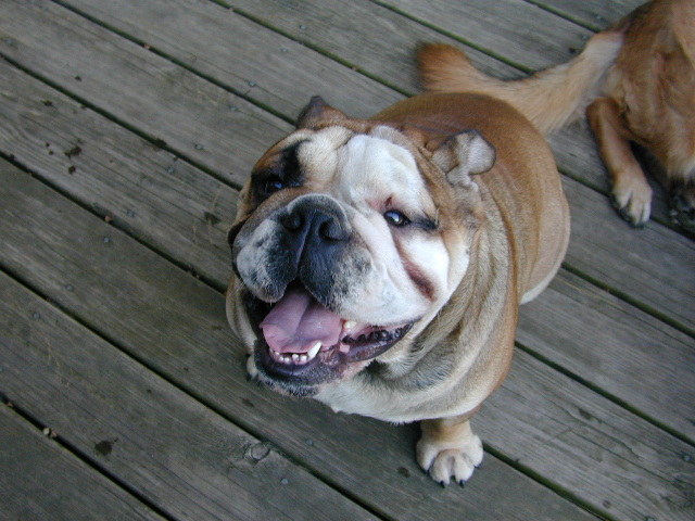 Dog