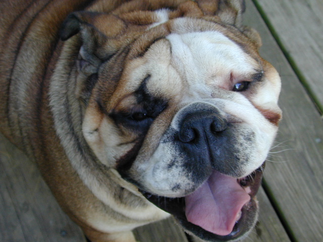 Dog