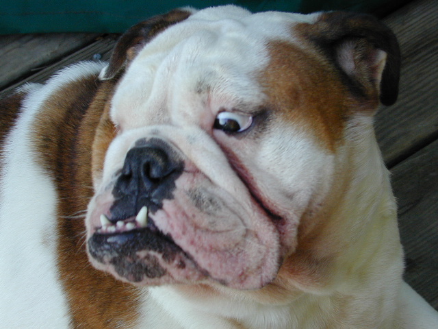 Dog