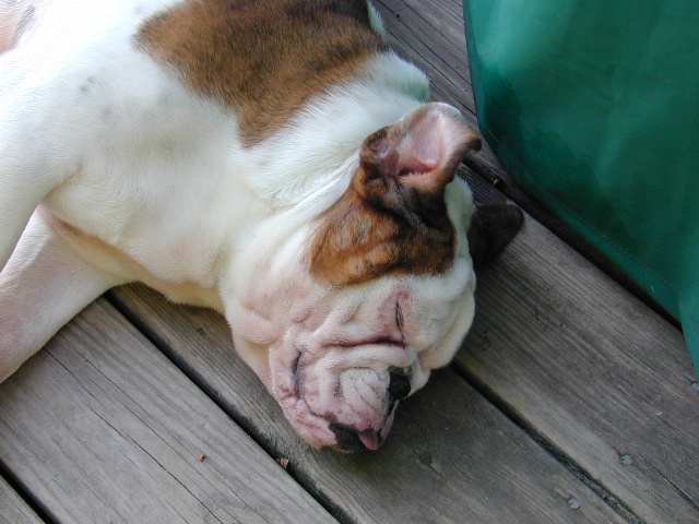 Dog