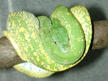 chondro