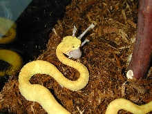 viper