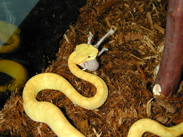 viper