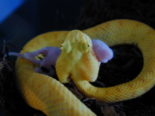 viper