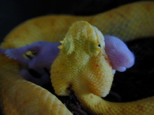 viper