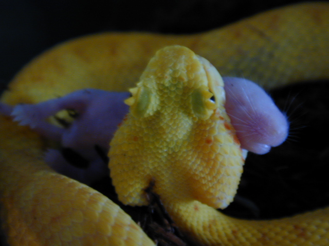 viper
