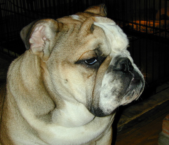 Dog