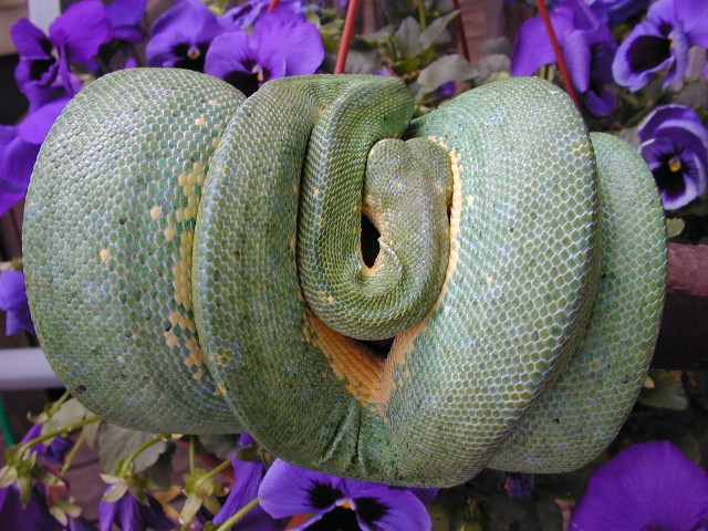 snake