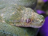 snake