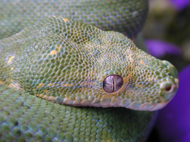 snake
