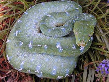 Chondro