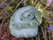 Chondro