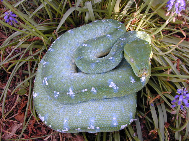 Chondro
