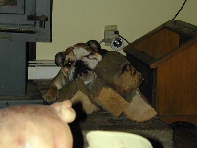dog