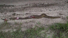 Abberant Adamanteus killed in N. Fl.