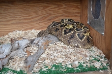 adamanteus aberrant
