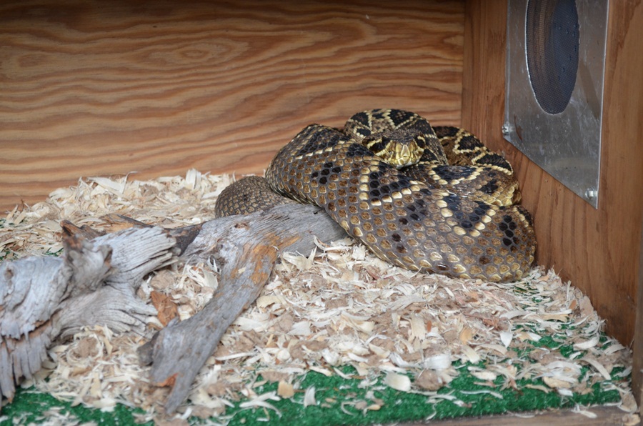 adamanteus aberrant