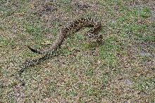 edb adult female and juvenile female