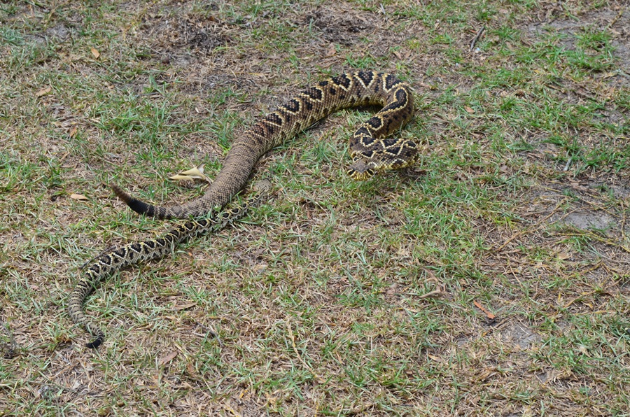 edb adult female and juvenile female