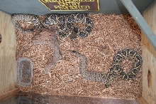 2 edb females