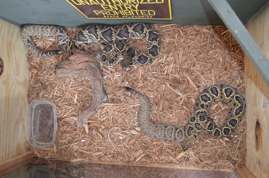2 edb females