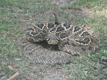 aberrant eastern diamondback