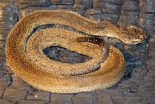patternless wakulla means 1