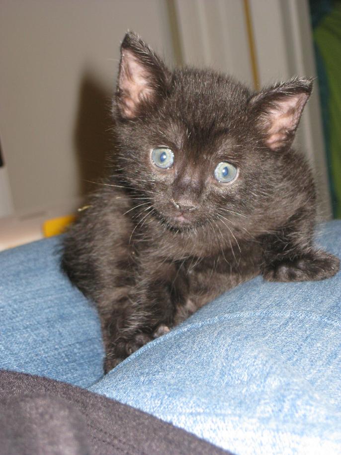 Young kitten face